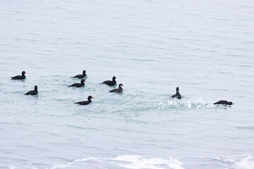 flock Black scoter birdfloats on the waves in the ocean