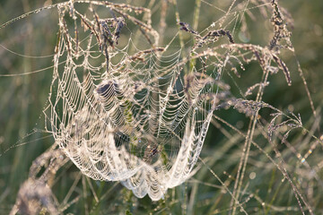 Large web with a spider on a blade of grass in the morning in the fog close up