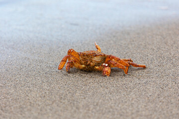 Big crab on the seashore. Close-up