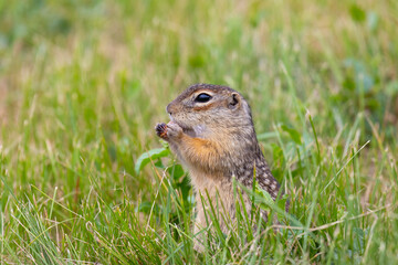 Speckled ground squirrel animal standing in the grass eating something
