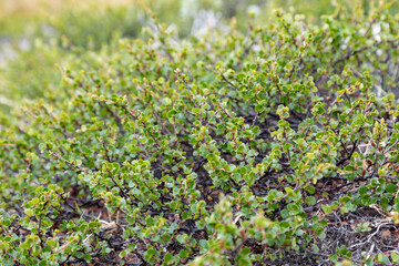 Dwarf birch branches with green leaves