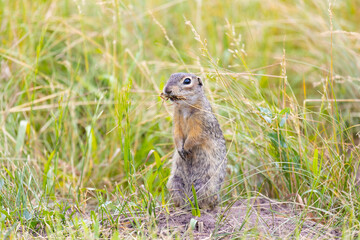 Speckled ground squirrel animal standing in the grass eating something