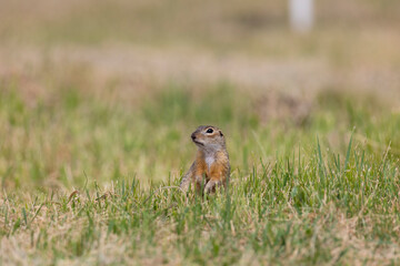 Gopher stands in the grass on a summer day close up