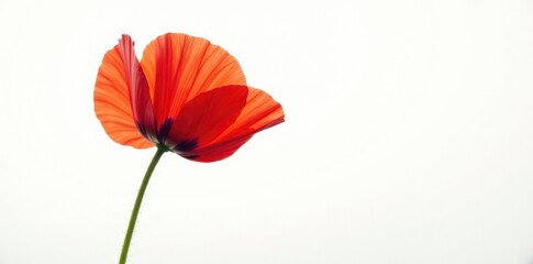 Obraz premium Single isolated red poppy on white background, white, nature