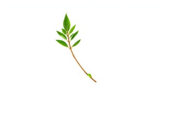 Fototapeta premium Single vibrant green plant, isolated on pure white background, green, vivid