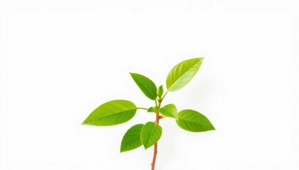 Obraz premium Single vibrant green plant, isolated on pure white, stem, picture
