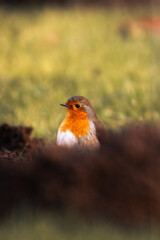 European Robin (Erithacus rubecula) sitting on a field with blurred foreground