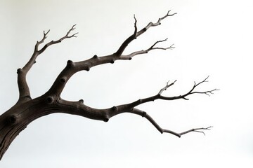 Twisted and gnarled branches against a white backdrop, branch, twisted