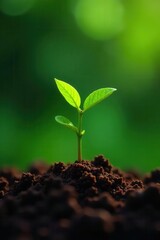 Fototapeta premium Tiny coffee plants sprout in rich Costa Rican soil , beans, seedlings