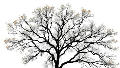 Obraz premium A lone deciduous tree, branches reaching skyward, against a pure white backdrop, vertical, artwork