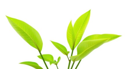 A vibrant green plant, isolated against a pure white backdrop, eco, spring