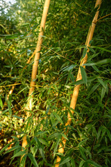 Sunlit bamboo leaves sway gently, framed by a tropical forest 