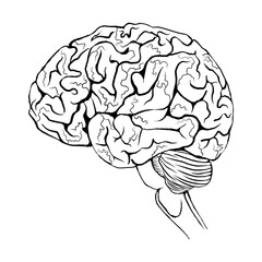 Sketch of human brain in profile with black lines. Vector illustration