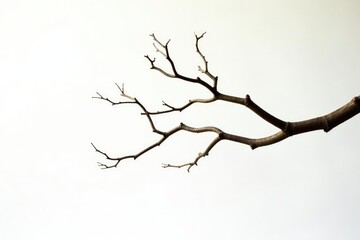 Long, slender branches stretch vertically on white background, branch, wood, isolated elements