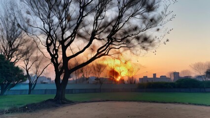 A tree is silhouetted against the sky at sunset.