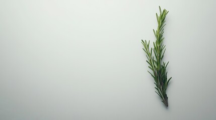 Naklejka premium Aromatic rosemary sprig on a soothing background for culinary projects