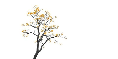 Naklejka premium Single deciduous tree, branches reaching skyward, stark white backdrop, image, photography