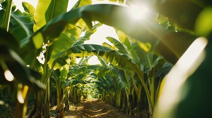 Obraz premium Sunlight Filters Through Lush Banana Plantation Canopy in the Tropics