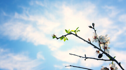 dreamy background of spring blossom tree. selective focus