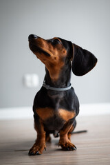 portrait of a dog © Dydziu_foto