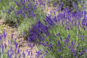 Picturesque meadow of blooming flowers of lavender, beauty of nature