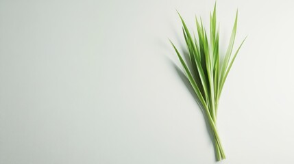 Obraz premium Elegant composition of green grass blades against a serene white backdrop
