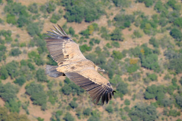 A vulture soaring over the countryside of Monfragüe, Extremadura, Spain