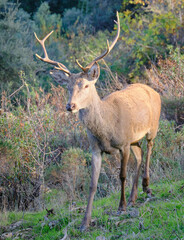 Male deer walking in the wild, Extremadura, Spain