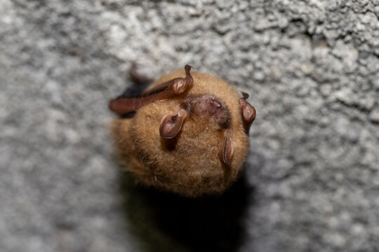 The tricolored bat (Perimyotis subflavus) or American perimyotis is a species of microbat native to eastern North America.