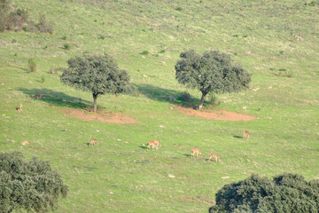 A family of deer in the wild surrounded by oak trees, Extremadura, Spain