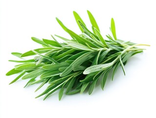 Aromatic sprigs of fresh rosemary displayed against a bright backdrop