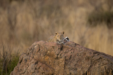 Leopard (Panthera pardus)  Pilanesberg Nature Reserve, South Africa