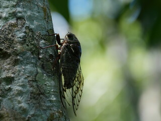 cicada of iguazu, argentina