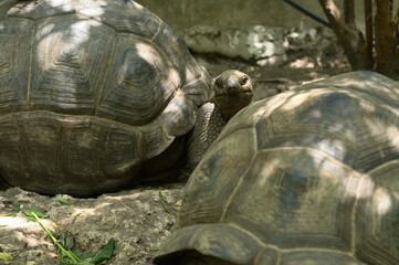 Giant Aldabra tortoise details of head and carapace shell,