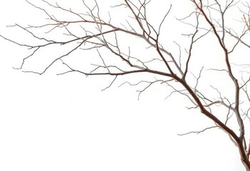 Bare, twisted branches isolated on pure white studio backdrop, clean, element