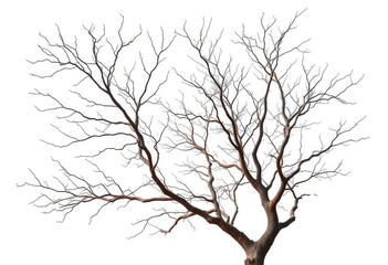 Bare, intricately branched tree limbs isolated on pure white, snag, detail