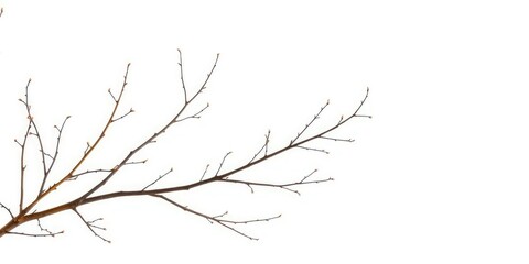 Delicate, bare branches isolated against a pure white backdrop,  fall,  seasonal
