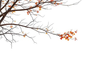 Obraz premium Single deciduous tree, stark branches against pure white, nature, bark