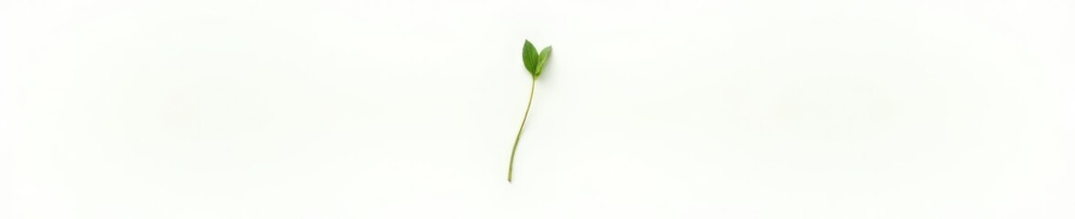 Single isolated botanical stem on white background, solitary, flowerless, green