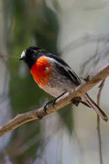 Scarlet Robin perched on a branch