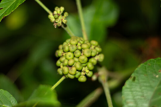 The Ehreti fruit is a smooth, depressed sphere approximately 5 to 8 mm in diamete