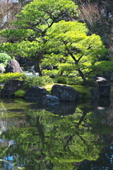 日本庭園の松のリフレクション