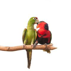 Parrot, love bird perched on a branch, isolated on white.
