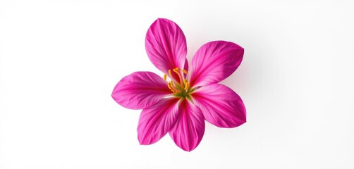 Fototapeta premium A single vibrant bloom, petals perfectly formed, against a pure white backdrop, floral, spring