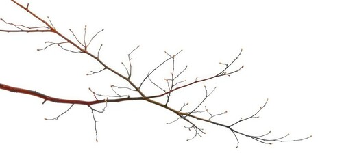 Delicate, bare branches splayed against a pure white backdrop, bare, element