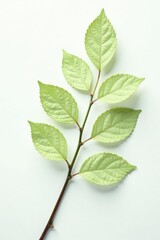 Fototapeta premium Delicate branches with leaves isolated on white background, whiteness, leaf