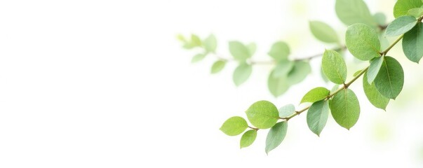 Obraz premium Delicate branches with leaves isolated on white, white background, leafy