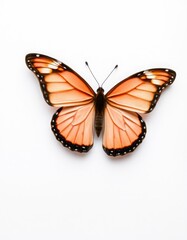 Obraz premium Peach butterfly on white background