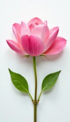 Delicate flower petals unfolding on white background, blossom, isolation, floral