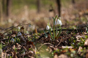 Spring white flower Snowdrop - Galanthus in wild forest